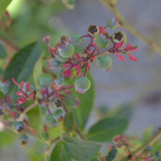 Rabbiteye Blueberry