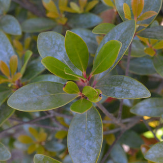 Cleyera Japonica