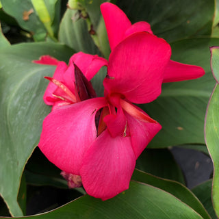 Canna Lily Rose