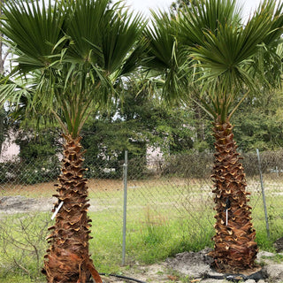 Chinese Fan Palm