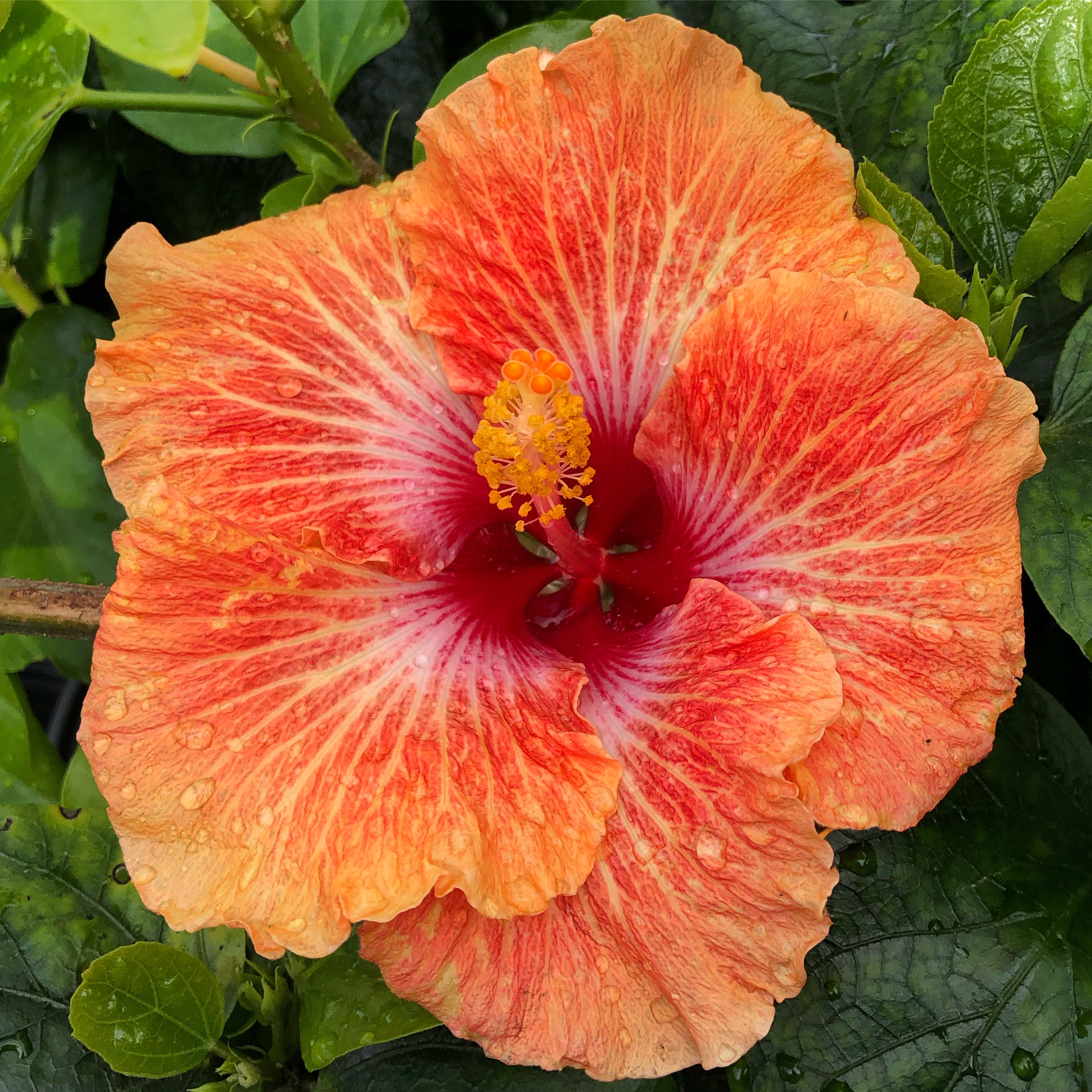 Cajun Hibiscus - Cajun Sunset – Panhandle Palm & Rock