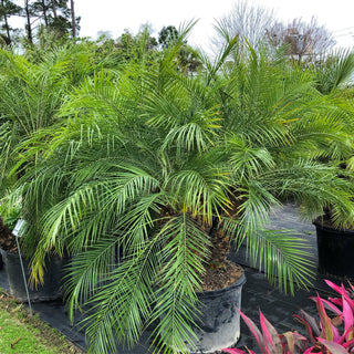 LIMITED TIME SALE! 15% OFF! Phoenix Roebelenii Palm (Gallon Sizes)