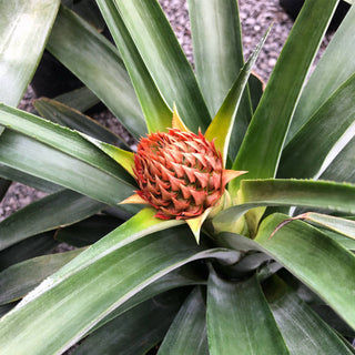 Red Pineapple Plant
