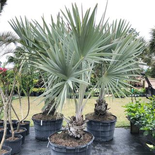 LIMITED TIME SALE! 15% OFF! Bismarkia Silver Palm (Gallon Sizes)