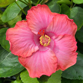 Cajun Hibiscus - Dwarf Pink