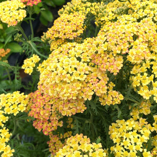 Milly Rock Red/Yellow Achillea