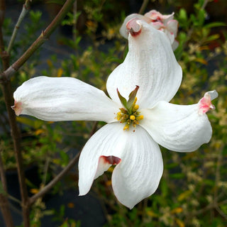White Dogwood Tree