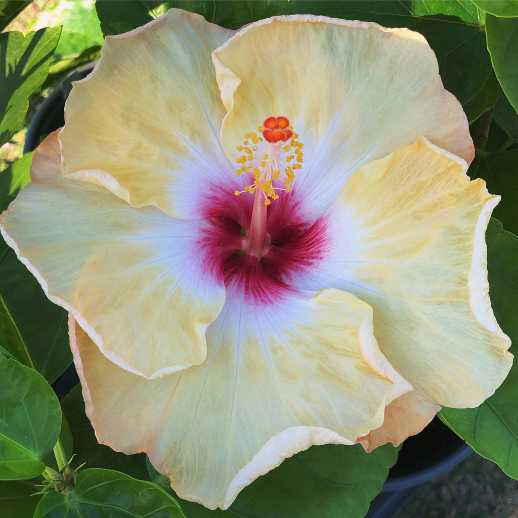 Cajun Hibiscus Berries n Cream Panhandle Palm & Rock