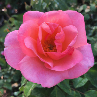 Peachy Knock Out® Rose #3