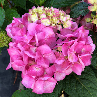 Endless Summer® Bloomstruck Pink Hydrangea