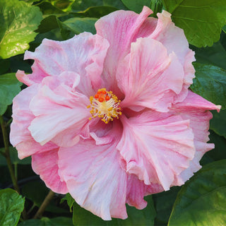 Cajun Hibiscus -  Chiffon Pink