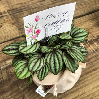 Mother's Day Special - Peperomia