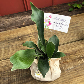 Mother's Day Special - Staghorn Fern