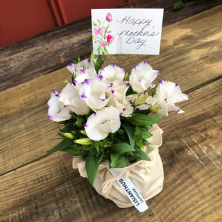 Mother's Day Special - Lisianthus Sapphire