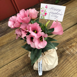 Mother's Day Special - Lisianthus Carmen Rose