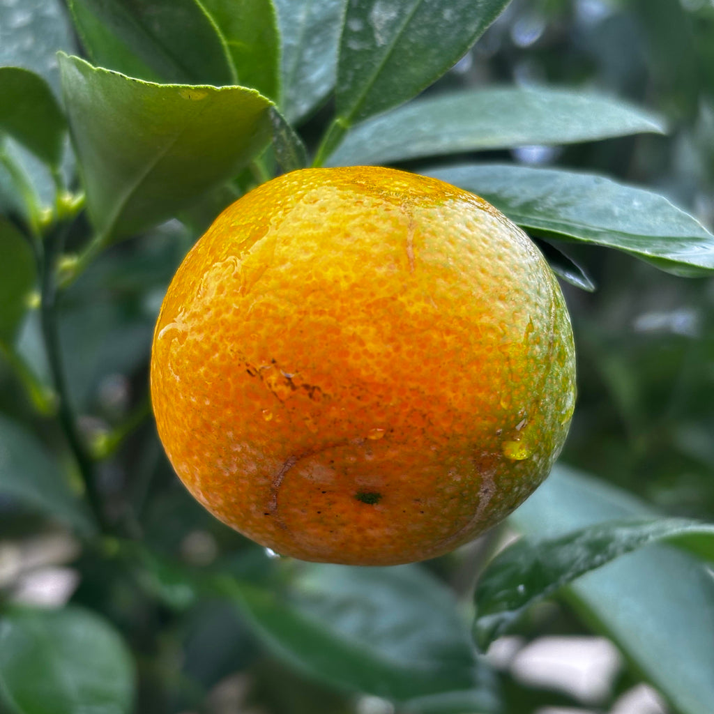 calamondin tree for sale florida Calamondin Tree – Panhandle Palm & Rock