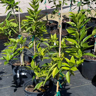 Dwarf Tangerine Clementine Tree