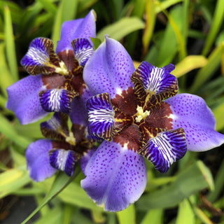 Apostle Iris