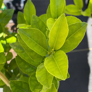 Key Lime Tree