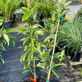 Fantastic Avocado Tree