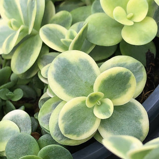 Sunsparkler Lime Twister Sedum