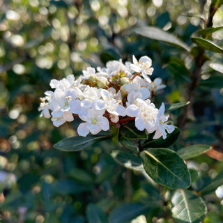 Walters Viburnum