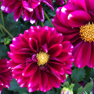 Bright Pink Dahlia