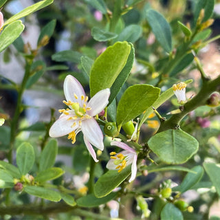 Lime Finger Giant Tree (Citrus Caviar)