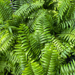 Macho Fern