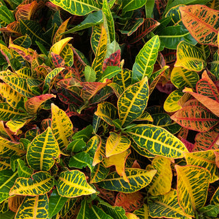 Assorted Crotons