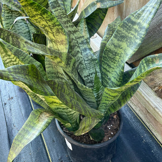 Sansevieria Robusta