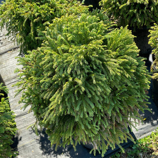 Cryptomeria Globosa Nana