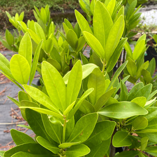 Yellow Anise