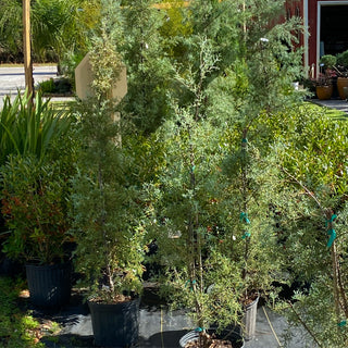 Carolina Sapphire Cypress