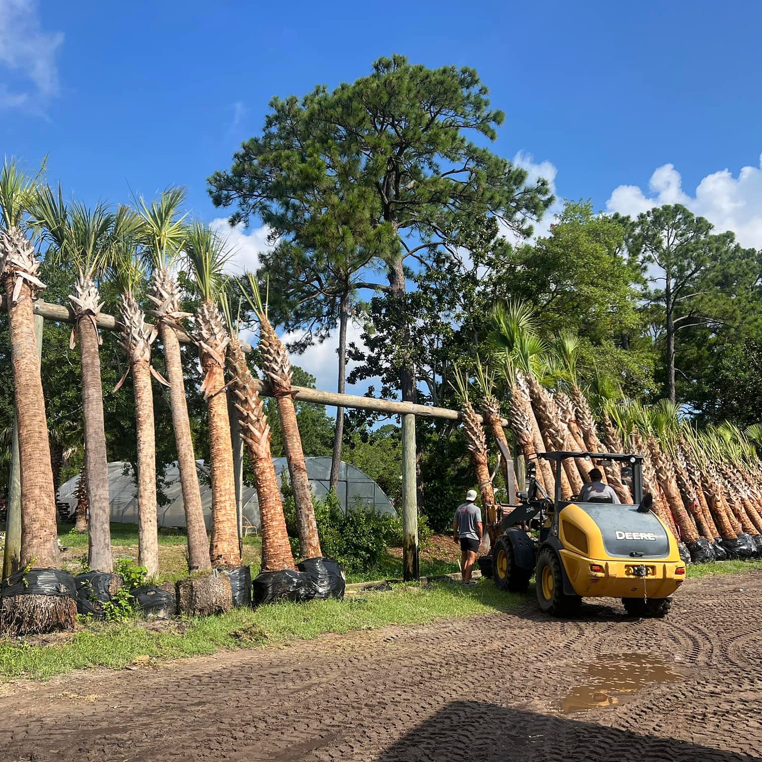palm tree plants for sale Sabal Palm – Panhandle Palm & Rock