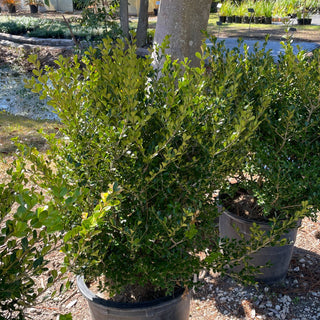 Japanese Boxwood