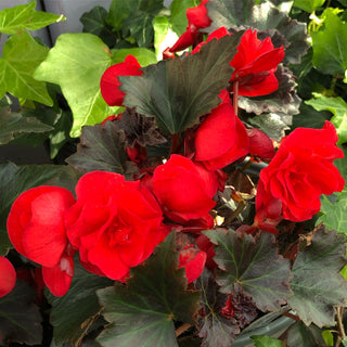 Begonia Adora Satin Velvet