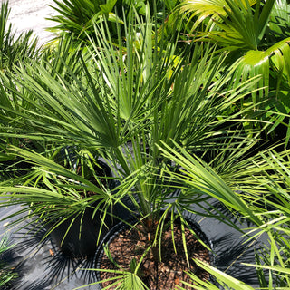 European Fan Palm (Gallon Sizes)