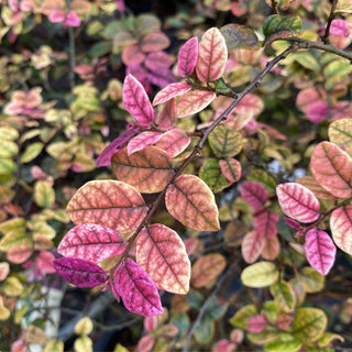 Jazz Hands® Variegated Loropetalum