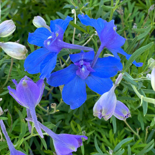 Hunky Dory Blue Delphinium