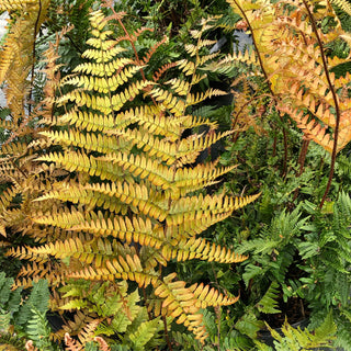 Autumn Fern