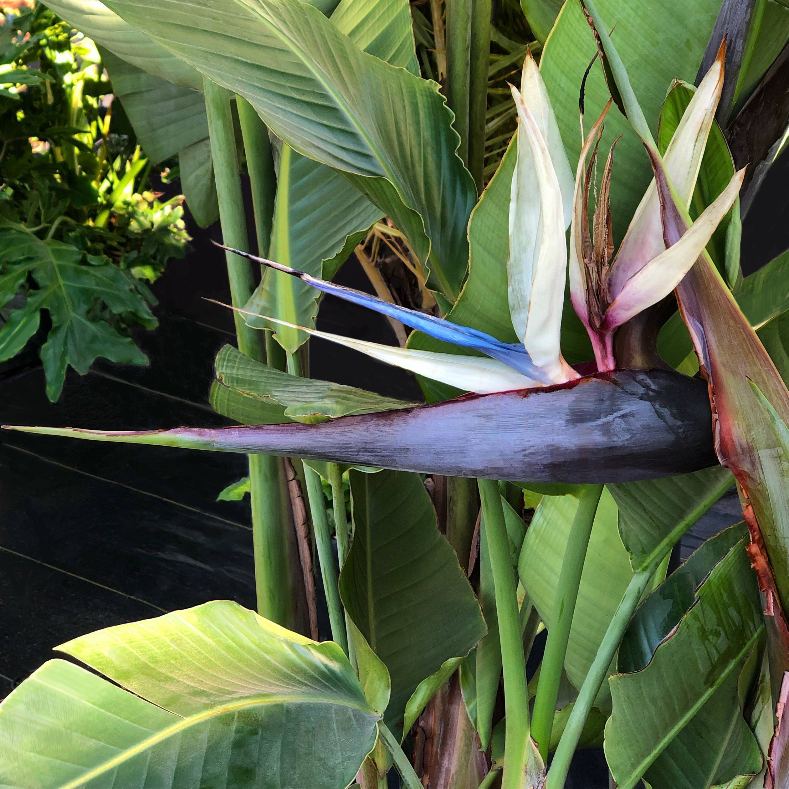 paradise plants and palms White Bird of Paradise – Panhandle Palm & Rock
