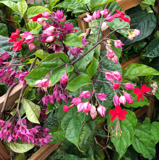 Clerodendrum Speciosum Pink Bleeding Heart