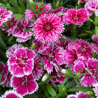 Dianthus White Fire