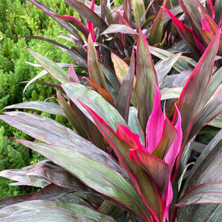 Cordyline Red Sensation