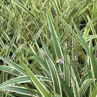 Variegated Flax Lily