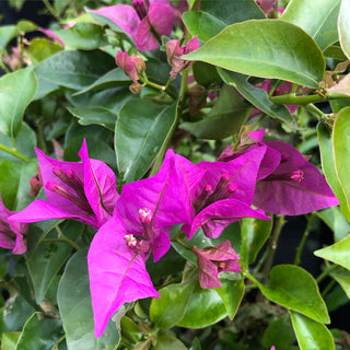 New River Purple Bougainvillea