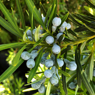 Podocarpus (Japanese Yew/Maki)