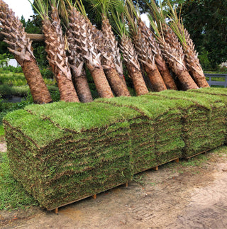 Sod- Centipede (Per Piece)