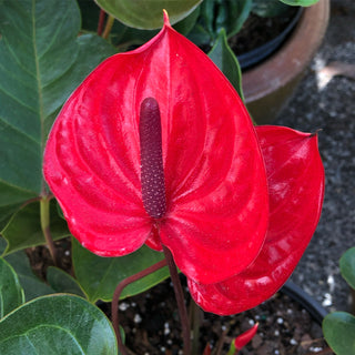 Red Heart Anthurium